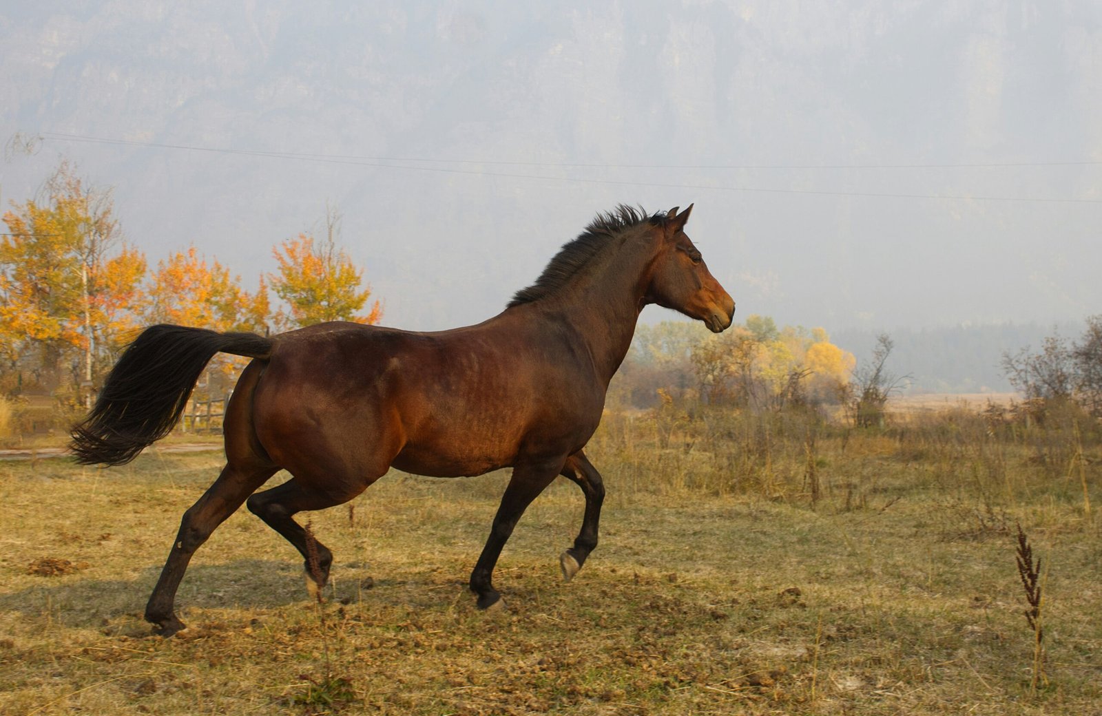 BK Horse – Everything You Need to Know About This Unique Horse Breed