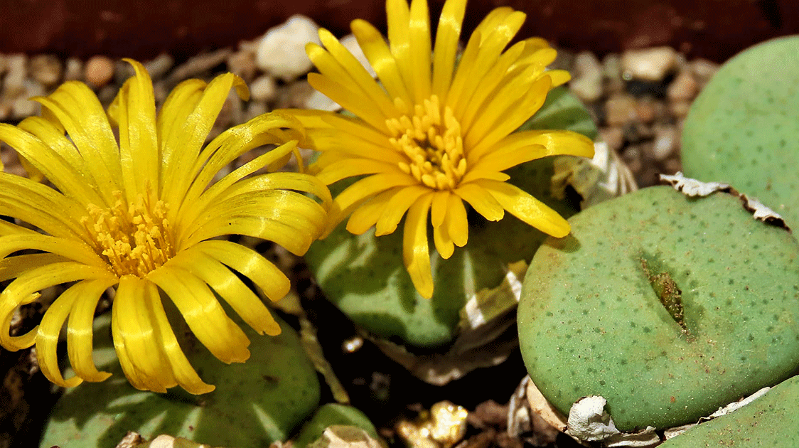 Suçculent Guide: How to Actually Keep Your Succulent Alive (And Thriving)